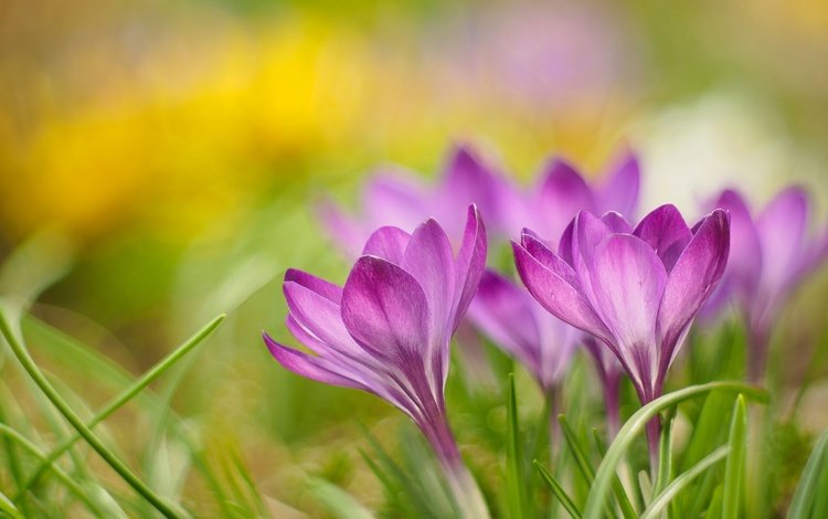 цветы, природа, лепестки, весна, крокус, flowers, nature, petals, spring, krokus