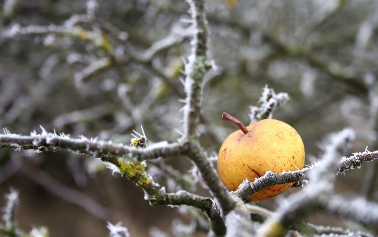 природа, зима, ветки, иней, яблоко, nature, winter, branches, frost, apple