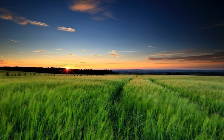 трава, солнце, природа, зелень, закат, пейзаж, поле, закат. солнце, grass, the sun, nature, greens, sunset, landscape, field, sunset. the sun