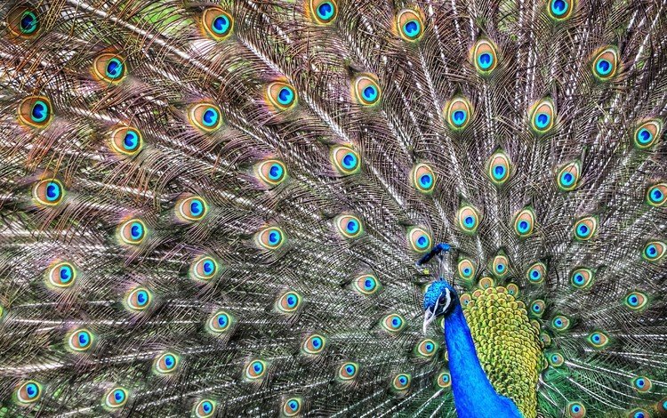 птица, павлин, перья, хвост, bird, peacock, feathers, tail