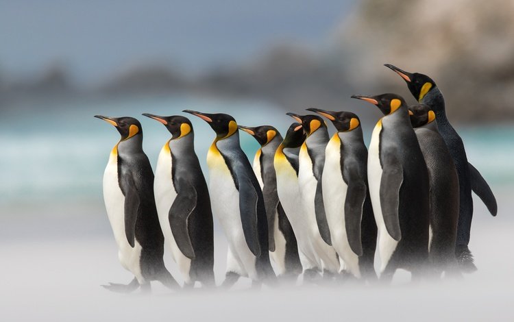 птицы, пингвины, королевский пингвин, birds, penguins, royal penguin