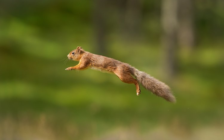 пушистый, прыжок, белка, хвост, белочка, грызун, fluffy, jump, protein, tail, squirrel, rodent