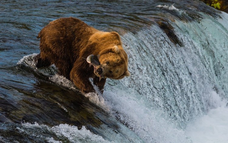 река, медведь, поток, рыба, улов, river, bear, stream, fish, catch