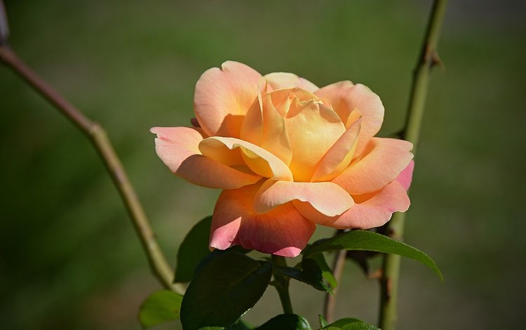 цветок, роза, лепестки, боке, flower, rose, petals, bokeh