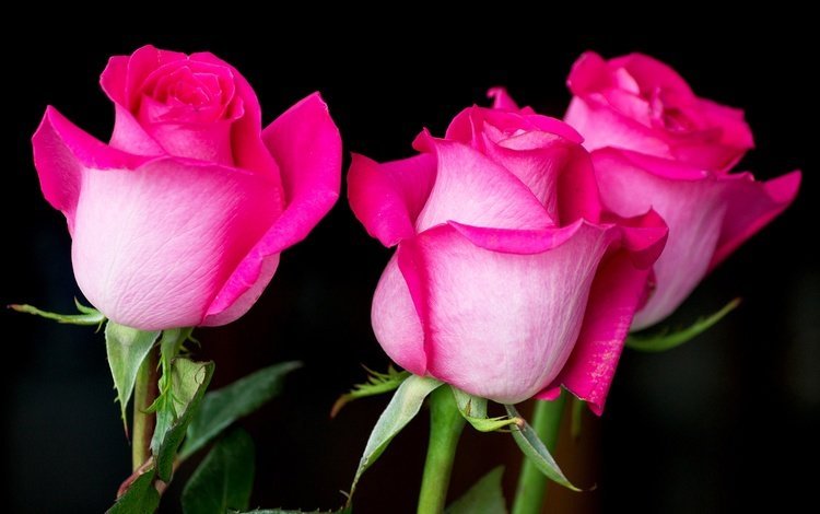цветы, бутоны, розы, лепестки, бутон, черный фон, розовый, flowers, buds, roses, petals, bud, black background, pink