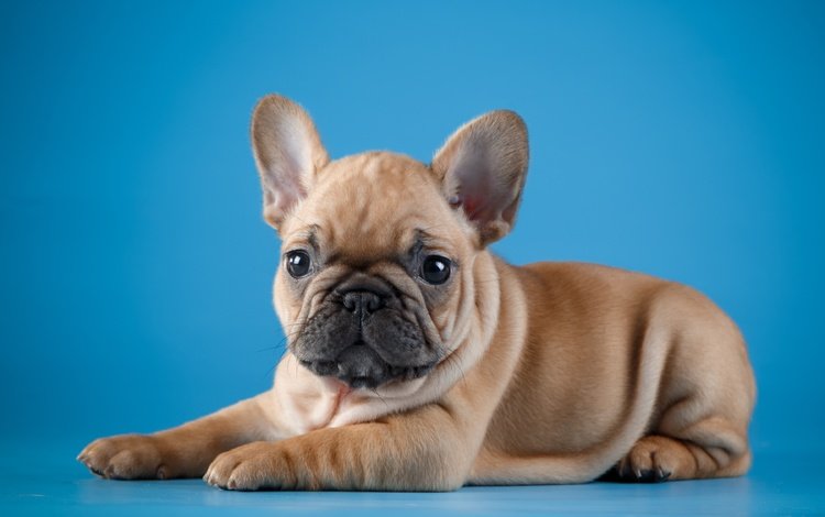 глаза, мордочка, взгляд, собака, щенок, малыш, французский бульдог, eyes, muzzle, look, dog, puppy, baby, french bulldog