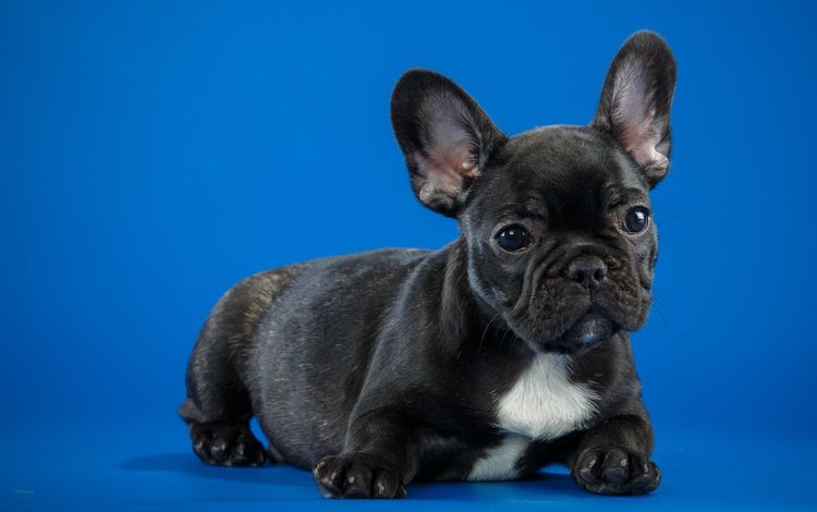глаза, мордочка, взгляд, собака, щенок, порода, французский бульдог, eyes, muzzle, look, dog, puppy, breed, french bulldog