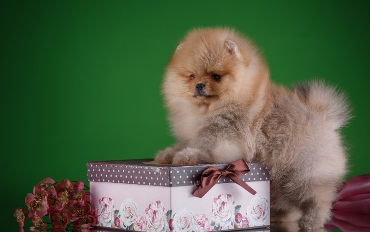 цветы, собака, щенок, порода, коробка, шпиц, flowers, dog, puppy, breed, box, spitz