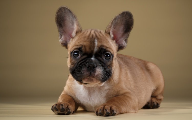 глаза, мордочка, взгляд, собака, щенок, французский бульдог, eyes, muzzle, look, dog, puppy, french bulldog