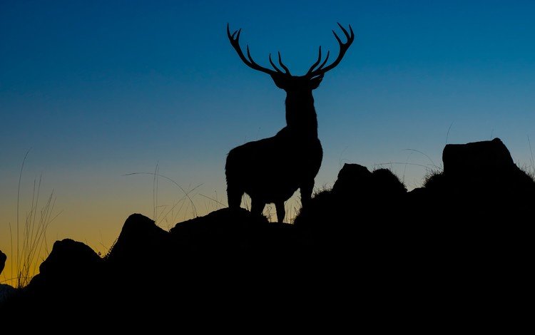 вечер, природа, камни, олень, фон, силуэт, рога, the evening, nature, stones, deer, background, silhouette, horns