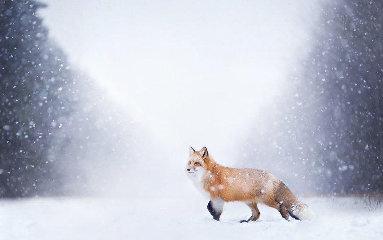 снег, природа, лес, зима, лиса, лисица, хвост, snow, nature, forest, winter, fox, tail