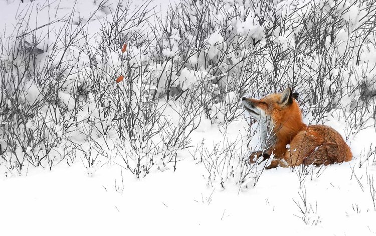снег, зима, лиса, лисица, канада, snow, winter, fox, canada