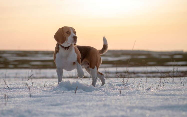 глаза, снег, зима, мордочка, поле, взгляд, собака, бигль, eyes, snow, winter, muzzle, field, look, dog, beagle