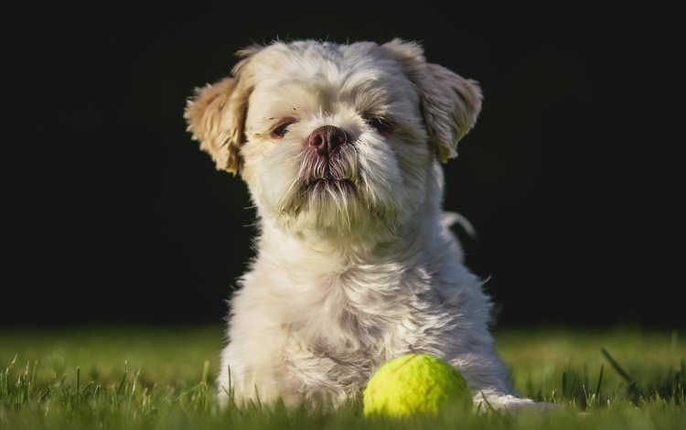 взгляд, собака, игра, друг, лужайка, мячик, ши-тцу, look, dog, the game, each, lawn, the ball, shih tzu
