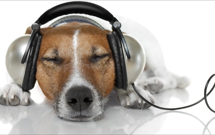 музыка, собака, наушники, джек-рассел-терьер, music, dog, headphones, jack russell terrier