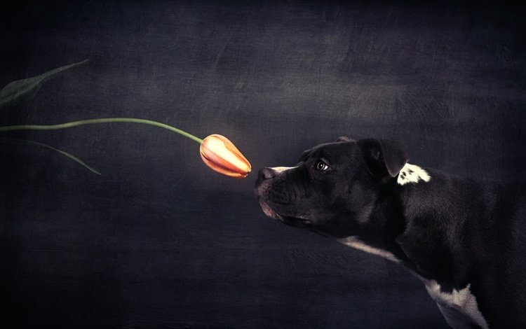 цветок, собака, профиль, черный фон, тюльпан, flower, dog, profile, black background, tulip