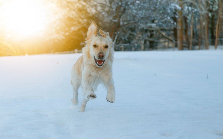 глаза, морда, снег, зима, взгляд, собака, бег, eyes, face, snow, winter, look, dog, running