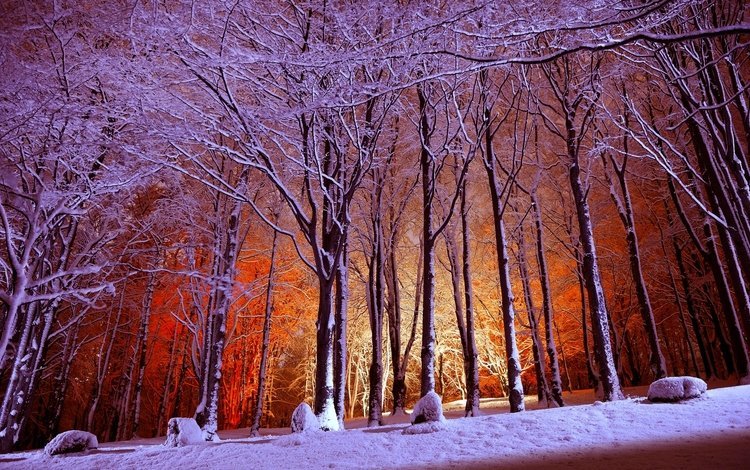 свет, деревья, снег, лес, зима, парк, light, trees, snow, forest, winter, park