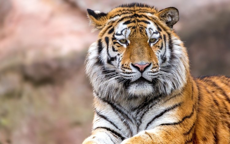 тигр, глаза, морда, взгляд, хищник, большая кошка, tiger, eyes, face, look, predator, big cat