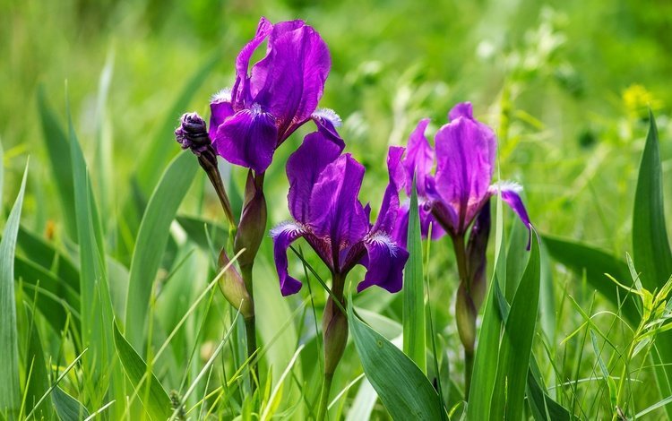цветы, трава, фиолетовый, весна, ирисы, ирис, flowers, grass, purple, spring, irises, iris