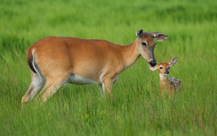 трава, мама, малыш, олени, косуля, олененок, косули, grass, mom, baby, deer, roe, fawn
