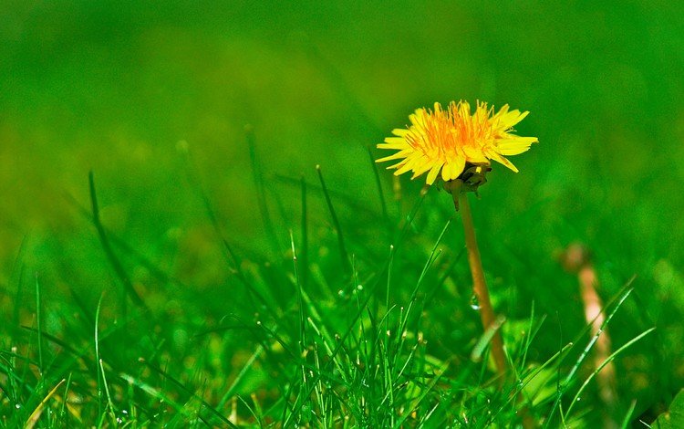 трава, цветок, поле, одуванчик, grass, flower, field, dandelion
