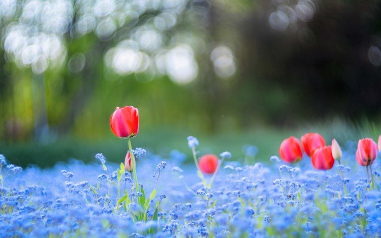 цветы, тюльпаны, незабудки, боке, flowers, tulips, forget-me-nots, bokeh