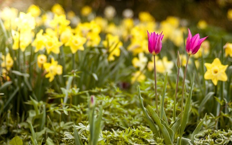 цветы, весна, тюльпаны, нарциссы, flowers, spring, tulips, daffodils
