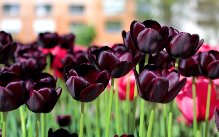 цветы, весна, тюльпаны, dark tulips, flowers, spring, tulips