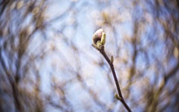 ветка, природа, макро, фон, весна, почки, branch, nature, macro, background, spring, kidney