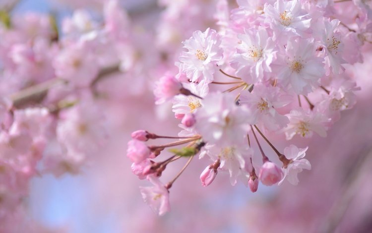 ветка, цветение, весна, розовый, сакура, branch, flowering, spring, pink, sakura