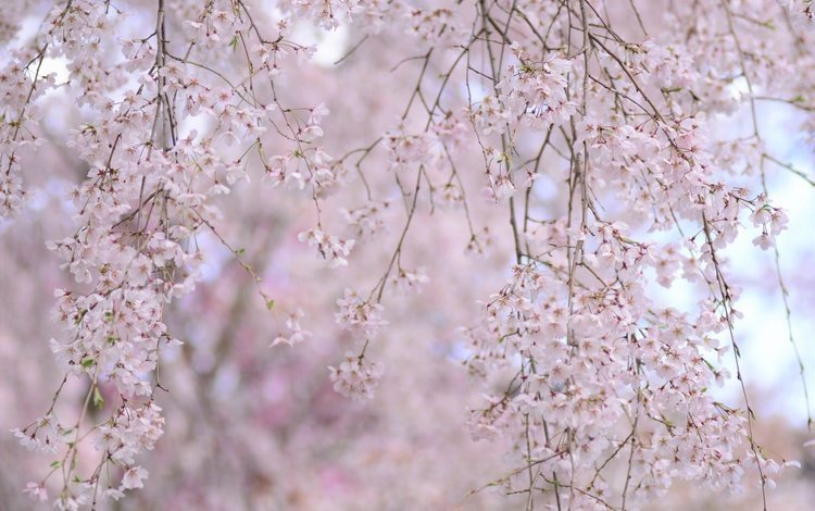 природа, цветение, фон, ветки, весна, сакура, nature, flowering, background, branches, spring, sakura