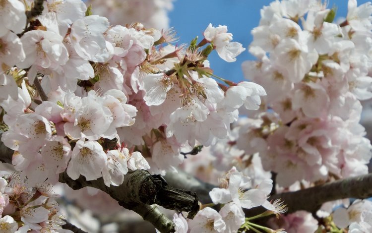 цветение, ветки, весна, сакура, flowering, branches, spring, sakura