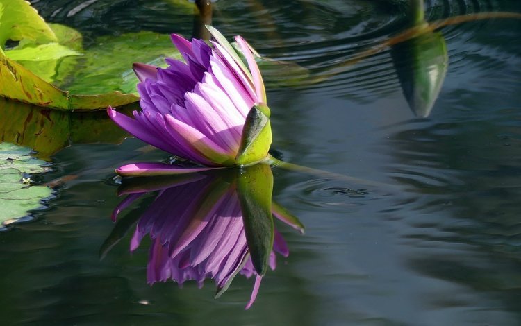 вода, отражение, цветок, кувшинка, нимфея, водяная лилия, water, reflection, flower, lily, nymphaeum, water lily