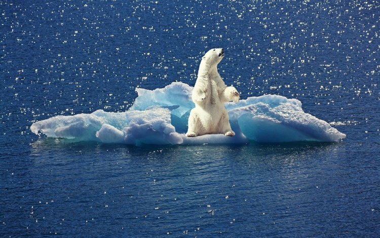 вода, полярный медведь, белый медведь, льдина, water, polar bear, floe