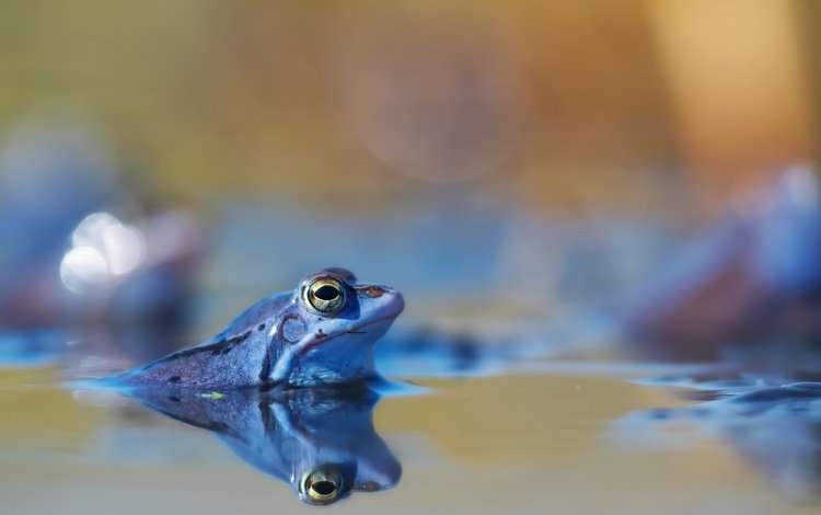 вода, природа, отражение, лягушка, water, nature, reflection, frog