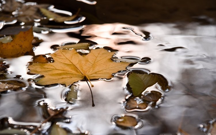 вода, природа, осень, лист, кленовый лист, лужа, water, nature, autumn, sheet, maple leaf, puddle