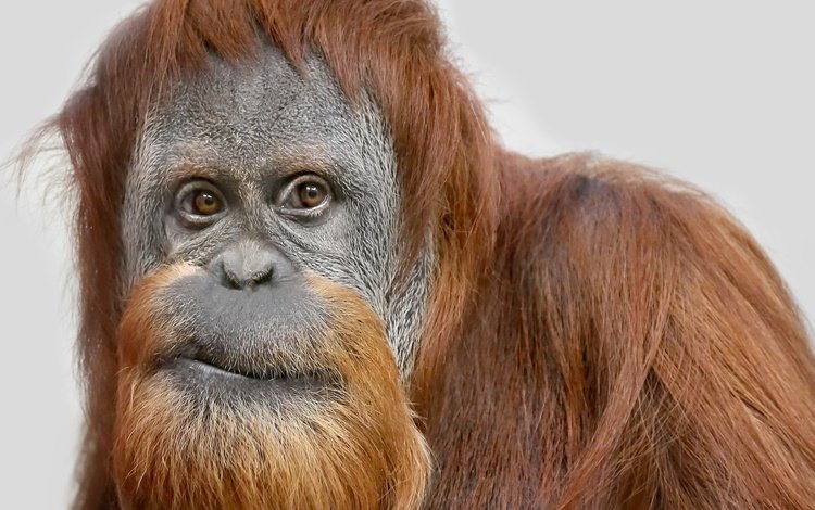взгляд, обезьяна, орангутан, суматранский орангутанг, look, monkey, orangutan, sumatran orangutan