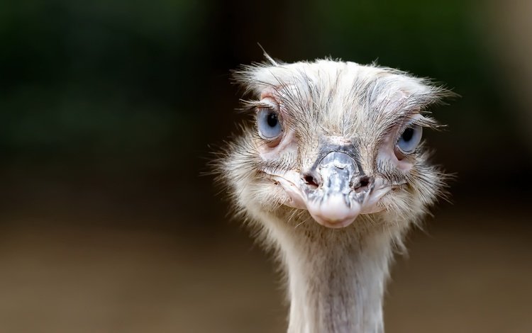 глаза, фон, взгляд, птица, клюв, страус, eyes, background, look, bird, beak, ostrich