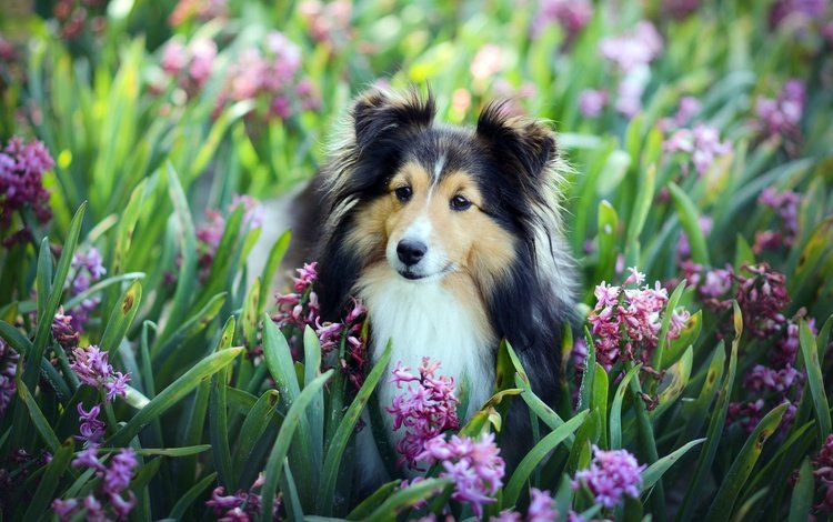 цветы, взгляд, собака, друг, гиацинты, шелти, шетландская овчарка, flowers, look, dog, each, hyacinths, sheltie, shetland sheepdog
