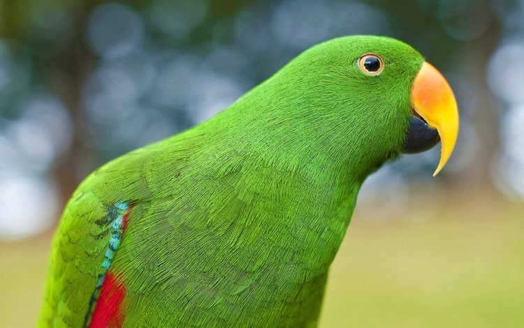 зелёный, птица, клюв, перья, попугай, green, bird, beak, feathers, parrot