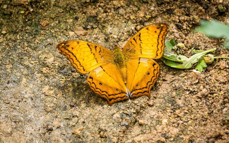 природа, насекомое, бабочка, крылья, жёлтая, малайзия, нагорье, nature, insect, butterfly, wings, yellow, malaysia, highlands