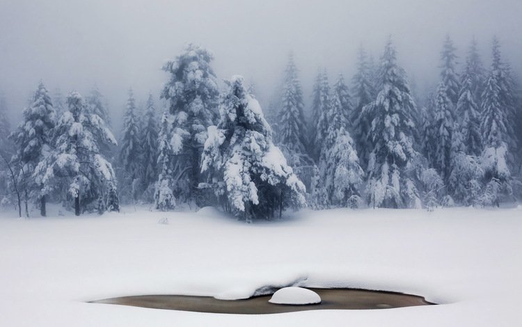 снег, природа, лес, зима, туман, ели, snow, nature, forest, winter, fog, ate