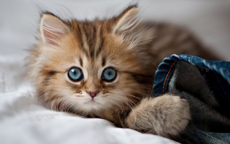 глаза, мордочка, кошка, взгляд, котенок, eyes, muzzle, cat, look, kitty