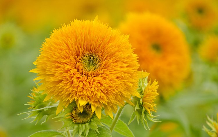 цветы, природа, лепестки, подсолнухи, желтые, flowers, nature, petals, sunflowers, yellow