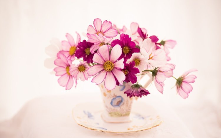 цветы, блюдце, букет, чашка, космея, flowers, saucer, bouquet, cup, kosmeya