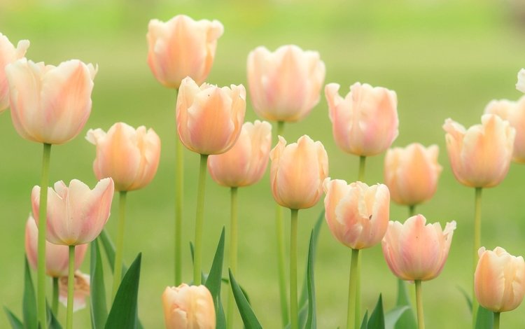 цветы, бутоны, поле, весна, тюльпаны, нежность, flowers, buds, field, spring, tulips, tenderness