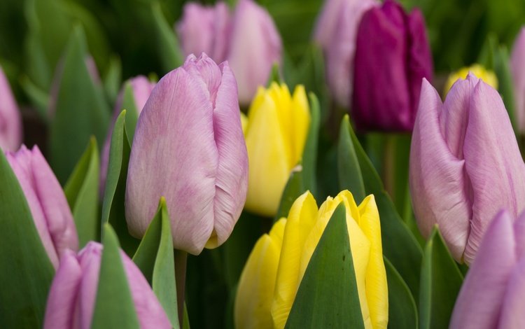 цветы, бутоны, разноцветные, тюльпаны, flowers, buds, colorful, tulips