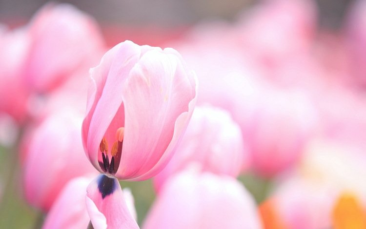 цветы, бутоны, лепестки, тюльпаны, розовые, нежные, flowers, buds, petals, tulips, pink, gentle