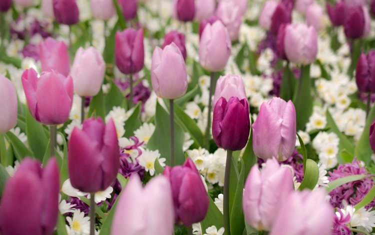 цветы, бутоны, весна, тюльпаны, примула, гиацинт, flowers, buds, spring, tulips, primula, hyacinth